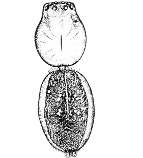 speciesimage