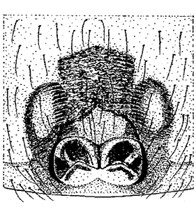 speciesimage