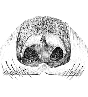 species