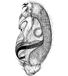 species