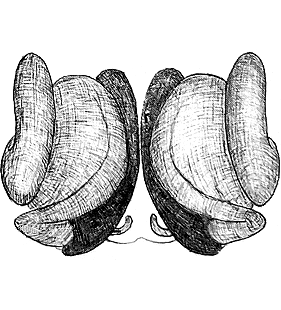 species