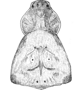 species
