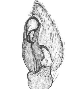 species
