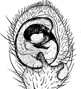 speciesimage