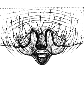 speciesimage