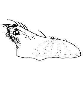 speciesimage