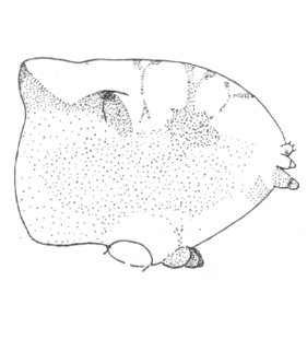 speciesimage
