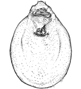 species