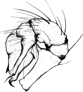 species