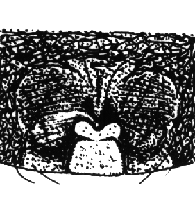 speciesimage