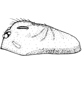 speciesimage