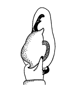 speciesimage