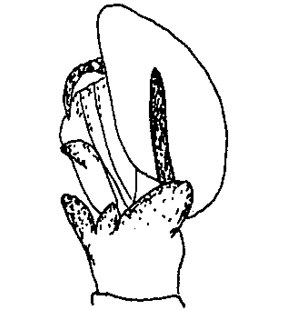 speciesimage