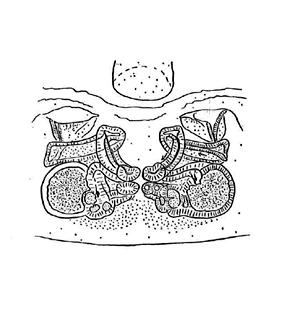 speciesimage