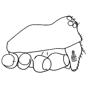 speciesimage