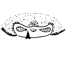 speciesimage