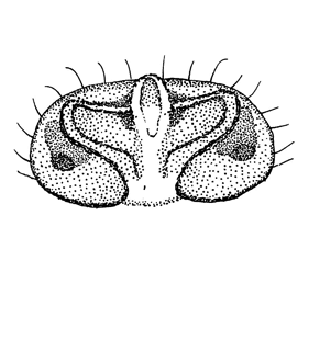 speciesimage