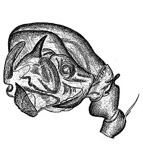 speciesimage