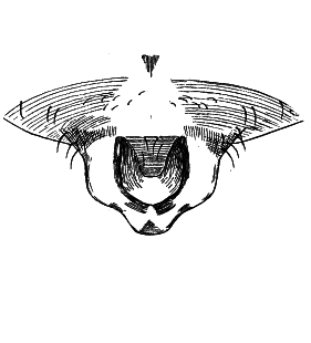 speciesimage