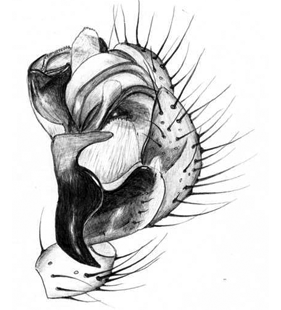 species
