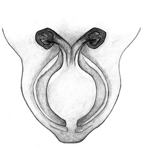 species