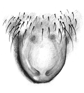 species