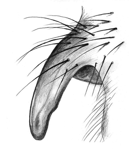 species