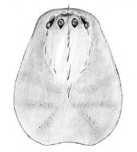 species