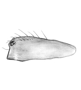 species