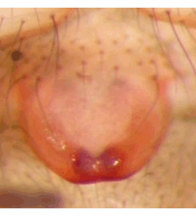 species
