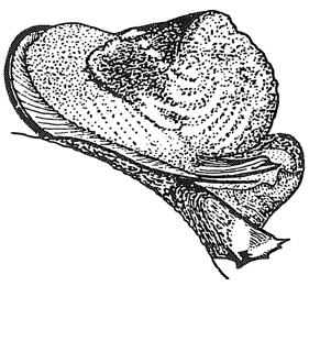 speciesimage