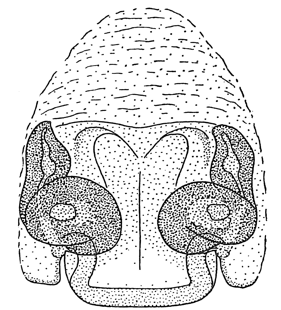 speciesimage