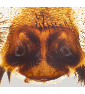 species