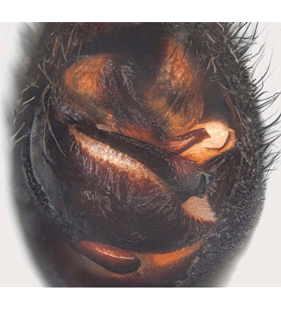 species