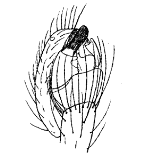 speciesimage