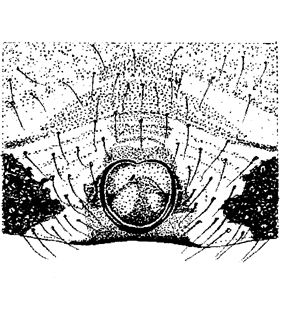 speciesimage