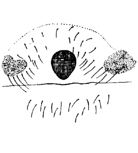 speciesimage