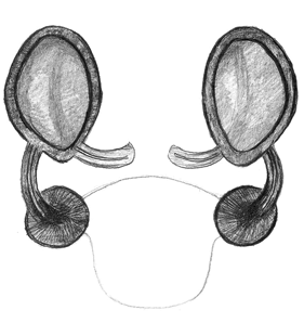 speciesimage