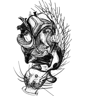 speciesimage