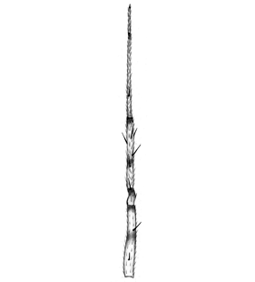 species