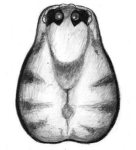 species