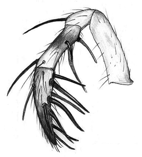 species