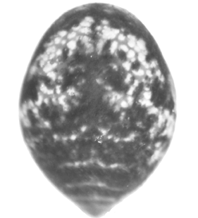 species