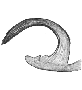 species