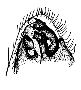 speciesimage