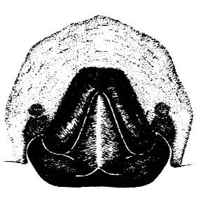 speciesimage