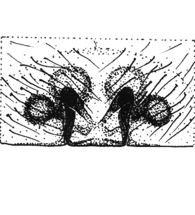 speciesimage