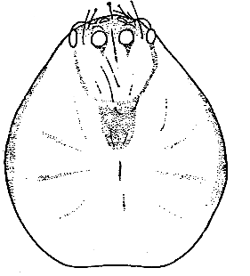 speciesimage
