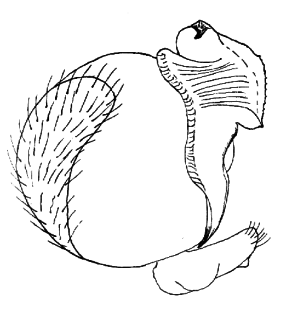 speciesimage