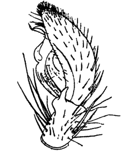 speciesimage